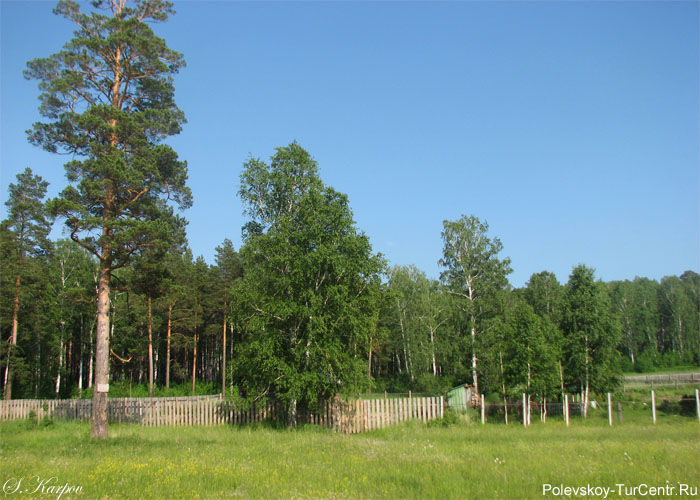Природа деревни Кладовка. Фото Карпова С.О., июнь 2012 г.