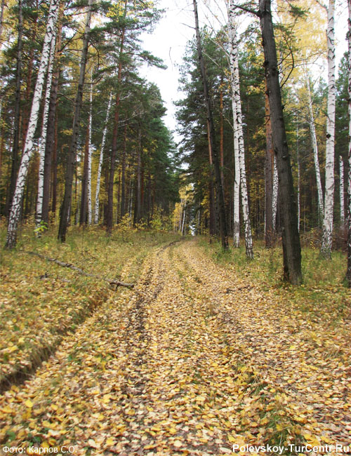 Дорога на гору Берёзовую в окрестностях южной части Полевского. Фото Карпова С.О., сентябрь 2012 г.