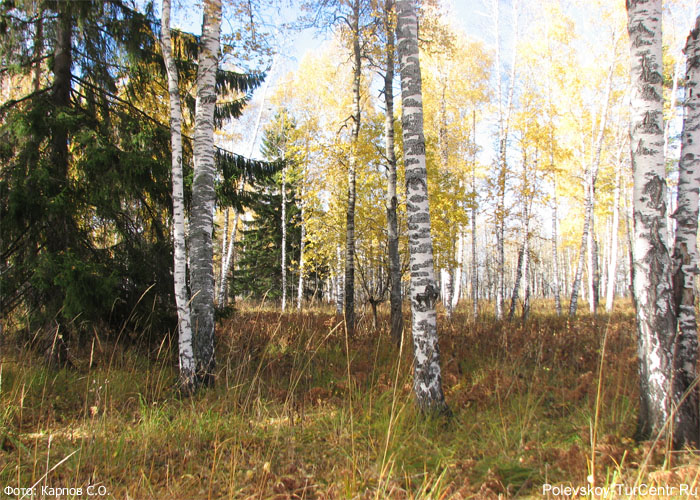 Берёзовый лес на подходе к Берёзовой горе в окрестностях южной части Полевского. Фото Карпова С.О., сентябрь 2012 г.