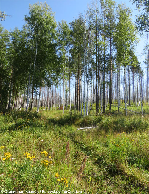 Черновские озёра в окрестностях села Полдневая. Фото Карпова С.О., 2014 г.