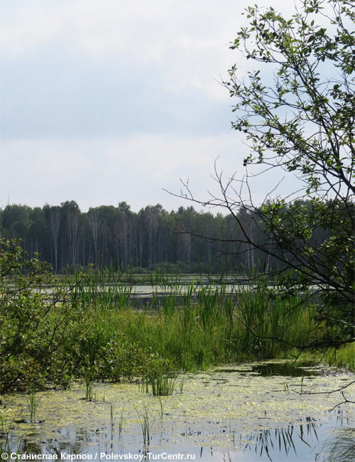 Озеро Базановское в окрестностях посёлка зелёный Лог. Фото Карпова С.О., 2014 г.
