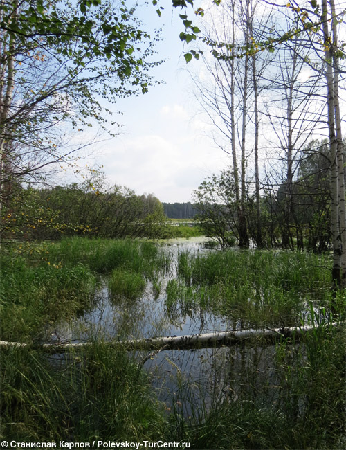 Озеро Базановское в окрестностях посёлка зелёный Лог. Фото Карпова С.О., 2014 г.