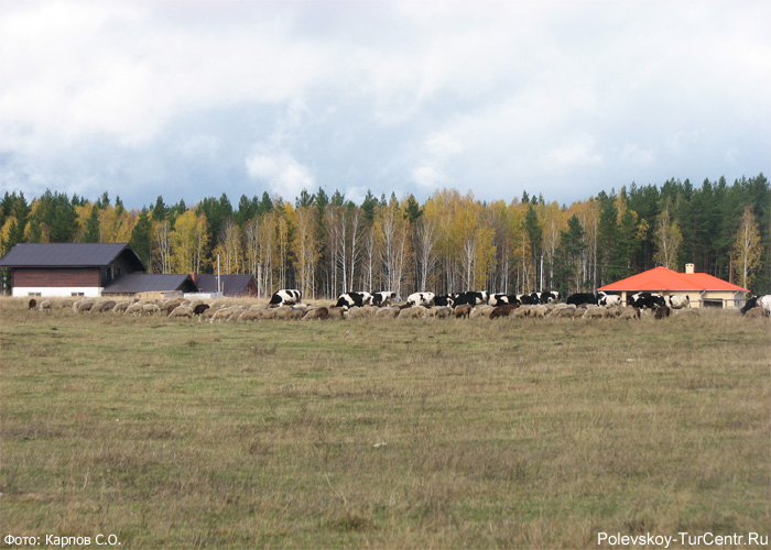 Ферма в посёлке Зелёный Лог. Фото Карпова С.О., сентябрь 2012 г.