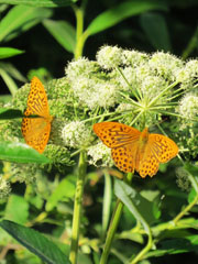Бабочки. Фото Карпова С.О.